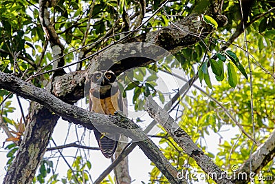 Wildlife: At Dusk, a Spectacled Owl readies for the hunt in the Northern Jungles of Guatemala Stock Photo