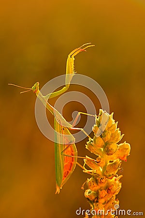 Wildlife Europe. Evening light with insect. Mantis on flower, Mantis religiosa, beautiful evening sun, Czech republic. Wildlife sc Stock Photo