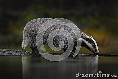 Wildlife in Europe forest. Badger in wood, animal in nature habitat, Germany, Europe. Wild Badger drink water in the river, Meles Stock Photo