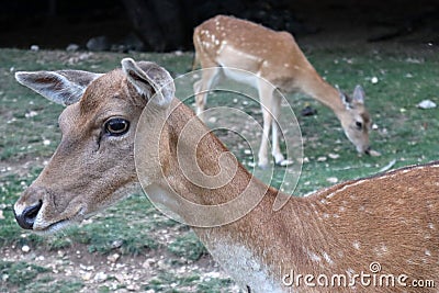 Wildlife, Fallow Deer specimens photographed in Abruzzo. Stock Photo