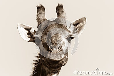 Wildlife Giraffe Animal Head Black White Vintage Stock Photo