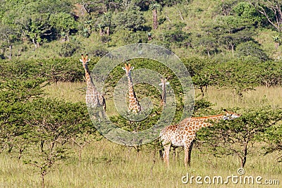 Wildlife Giraffe Animals Wilderness Stock Photo