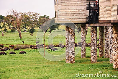 A herd of buffaloes grazing in the wild below Sarova Salt Lick Resort in Tsavo National Park, Kenya Editorial Stock Photo