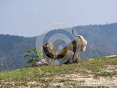 Monkeys or macaque Stole and Drinking sweet water from a Plastic Bottle in Khao Yai National Park, Thailand Stock Photo
