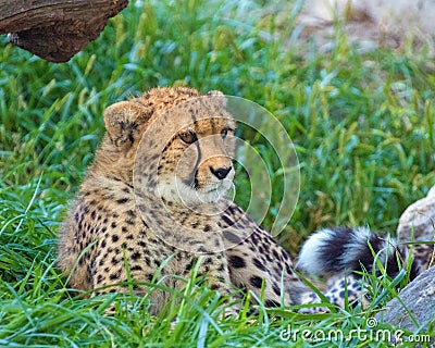 Wildlife at the Henry Doorley Zoo Stock Photo