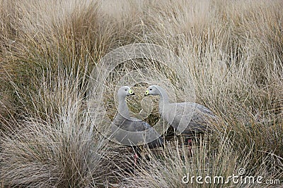 Wildlife Birds, Cape Barren Geese Pair in Native Grass Phillip Island Victoria Stock Photo