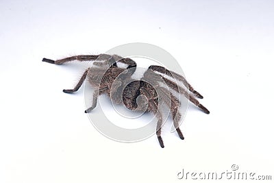 Wildlife image of Tarantula with white background Stock Photo