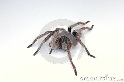 Wildlife image of Tarantula with white background Stock Photo