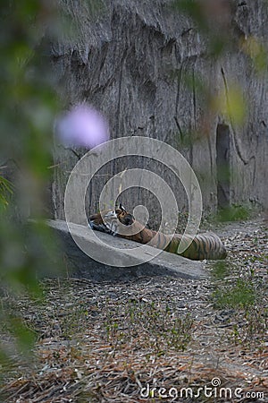 Wildlife Stock Photo