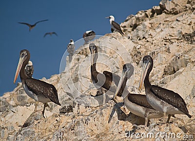 Wildlife on Islas Ballestas in Peru Stock Photo