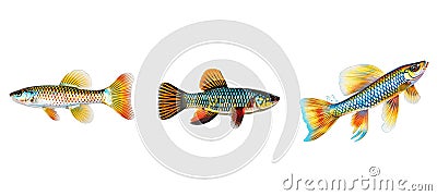 wildlife killifish fish animal Cartoon Illustration