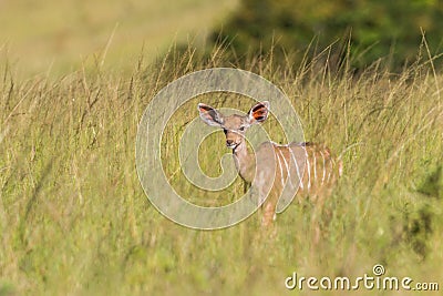 Wildlife Kudu Buck Calf Animal Stock Photo
