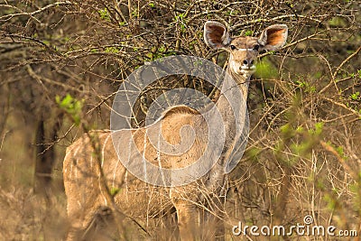 Wildlife Kudu Buck Animal Closeup Alert Stock Photo