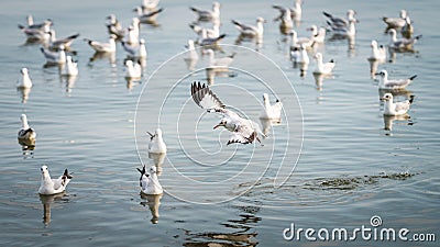 Wildlife, Larus Charadriiformes or White Seagull on sea, flying soaring out of the water. There is flock of birds in background Stock Photo