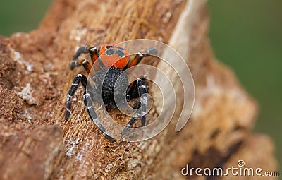 The Ladybird spider Eresus kollari in defence position Stock Photo