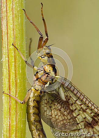 Mayfly Ephemera vulgata macro photo in czech Stock Photo