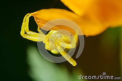Wildlife. Macrocosm. Beautiful insects. Bugs, spiders, butterflies and other beautiful insects. Stock Photo