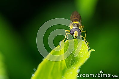 Wildlife. Macrocosm. Beautiful insects. Bugs, spiders, butterflies and other beautiful insects. Stock Photo