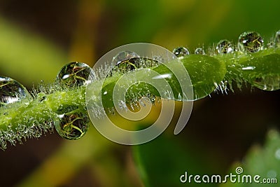 Wildlife. Macrocosm. Dew drops on beautiful flowers. Tears, backgrounds Stock Photo