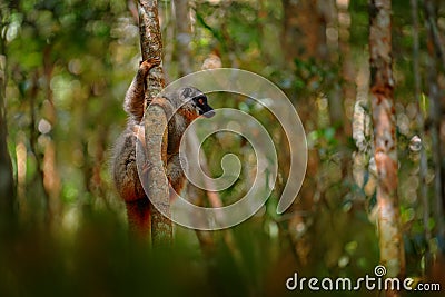 Wildlife Madagascar. Eulemur rubriventer, Red-bellied lemur, Akaninâ€™ ny nofy, Madagascar. Small brown monkey in the nature Stock Photo