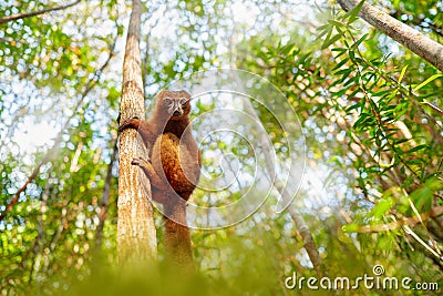 Wildlife Madagascar. Eulemur rubriventer, Red-bellied lemur, Akaninâ€™ ny nofy, Madagascar. Small brown monkey in the nature Stock Photo