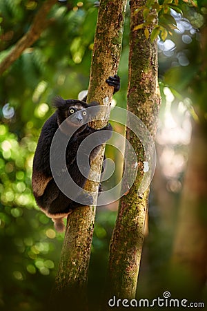 Wildlife Madagascar, indri monkey portrait, Madagascar endemic. Lemur in nature vegetation. Sifaka on the tree, sunny evening. Stock Photo