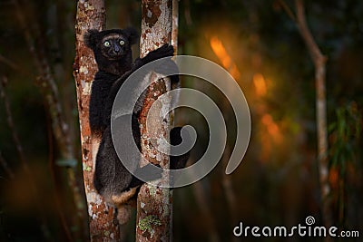 Wildlife Madagascar, indri monkey portrait, Madagascar endemic. Lemur in nature vegetation. Sifaka on the tree, sunny evening. Stock Photo