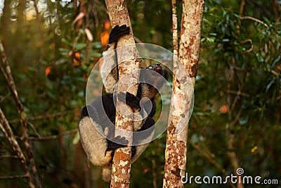 Wildlife Madagascar, indri monkey portrait, Madagascar endemic. Lemur in nature vegetation. Sifaka on the tree, sunny evening. Stock Photo