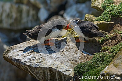 Wildlife nature bird puffin rock Ireland Saltee Stock Photo