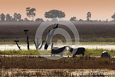 Wildlife - Okavango Delta - Botswana Stock Photo