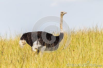 Wildlife Ostrich Bird Grass Stock Photo