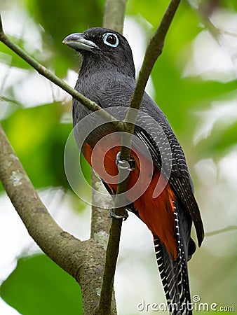 Wildlife photo of a Baird`s Trogon Trogon bairdii Stock Photo