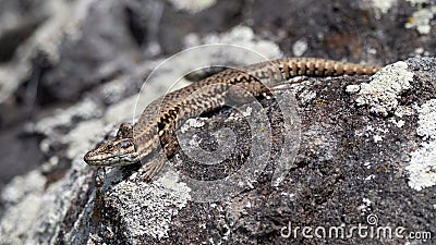 Wildlife photo of a Common wall lizard Podarcis muralis Stock Photo