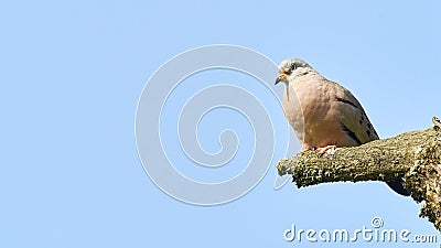 Wildlife photo of a Croaking Ground-Dove Columbina cruziana Stock Photo
