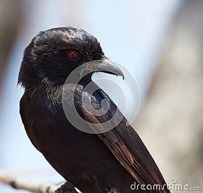 Wildlife photo of a Fork-tailed Drongo - Dicrurus adsimilis Stock Photo