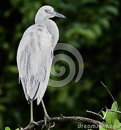 Wildlife photo of an Little Blue Heron Egretta caerulea Stock Photo