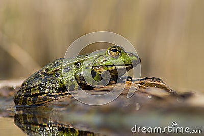 The marsh frog Pelophylax ridibundus in Czech Republic Stock Photo