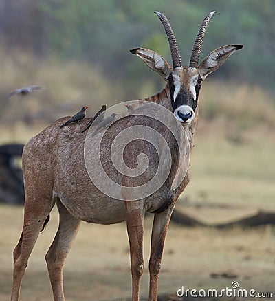 Wildlife photo of a Roan antelope - Hippotragus equines and Red-billed Oxpecker - Buphagus erythrorynchus Stock Photo