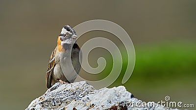 Wildlife photo of a Rufous-collared Sparrow Zonotrichia capensis Stock Photo