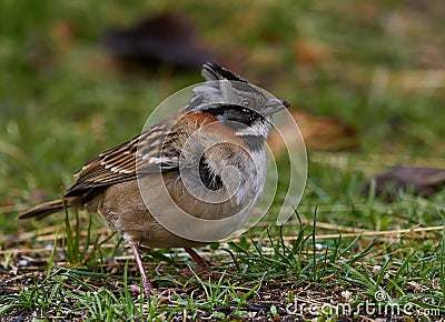 Wildlife photo of a Rufous-collared Sparrow Zonotrichia capensis Stock Photo