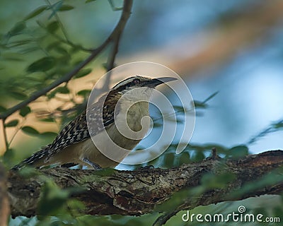 Wildlife photo of an Rufous-naped Wren Campylorhynchus rufinucha Stock Photo