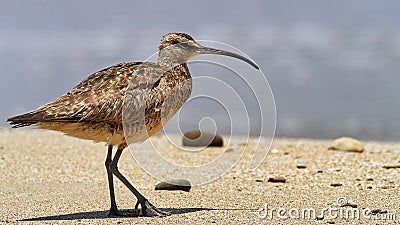 Wildlife photo of a Whimbrel - Numenius phaeopus Stock Photo