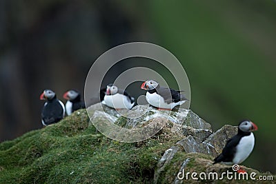 Atlantic puffin, fratercula arctica, Faroe island Stock Photo