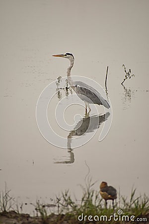 Wildlife view through the lens Stock Photo