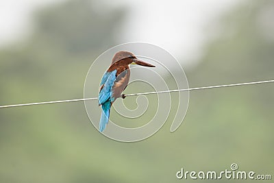 Wildlife view through the lens Stock Photo