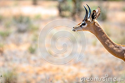 Wildlife portrait gerenuk gazelle outdoors in the african wilderness Stock Photo