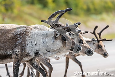 Wildlife portrait of a group of reindeers in the middle of the road in lappland/sweden near arvidsjaur. Stock Photo