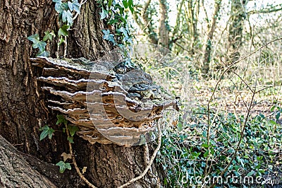 Wildlife portrait - large bracket fungi Stock Photo