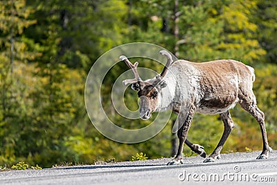 Wildlife portrait of a reindeer walking on the side of the road in lappland/sweden near arvidsjaur. Stock Photo