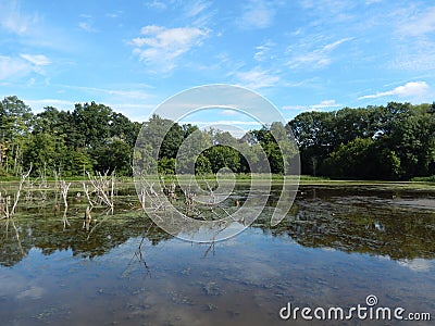 Wildlife preserve with forest tree line reflected in a lake Stock Photo